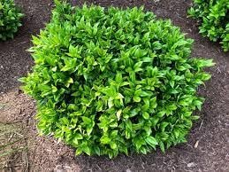 Green Carissa Holly Ilex | Extra Large Gallon Plant | Ilex cornuta 'Carissa' | Hardy Evergreen Shrub | Fast-Growing Garden Accent