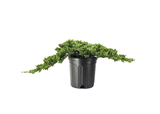 Procumbens Nana Juniper | Extra Large Gallon Plants | Lush, Low-Growing Evergreen, Ideal for Ground Cover, Bonsai, Topiary, and Landscape Design, Hardy & Drought Resistant