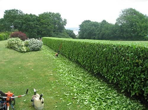 Viburnum Odoratissimum | Extra Large 3 Gallon Plants | Sweet Viburnum | Fast-Growing Privacy Hedge | Fragrant Flowers