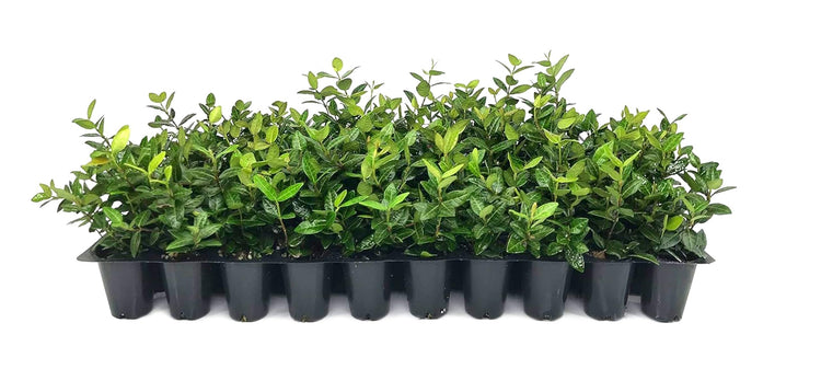 Asiatic Jasmine Minima - Live Plants - Trachelospermum Asiaticum - Drought Tolerant Cold Hardy Evergreen Ground Cover