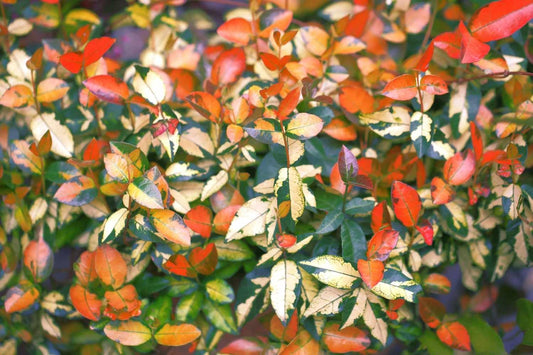 Summer Sunset Jasmine I Large Gallon Size Plant I Trachelospermum Asiaticum I Live Radiant Orange-Red Flowers for Full Sun Gardens, Drought-Tolerant, Vibrant Blooms