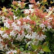 Abelia Francis Mason | Extra Large Gallon Plants | Vibrant & Variegated Foliage, Drought-Tolerant, Low-Maintenance Shrub, Perfect for Landscaping, Borders & Ornamental Gardens