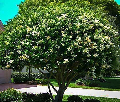 Ligustrum Waxleaf Privet | Large Gallon Size Plants | Blooming Evergreen Tree Privacy Hedge