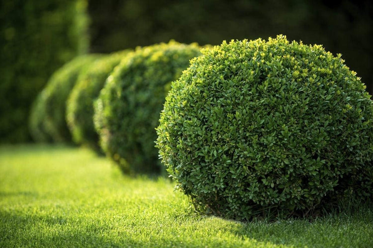 Classic Japanese Boxwood | Live 2" Plants | Buxus microphylla | Ideal for Hedges | Durable Landscape Shrub