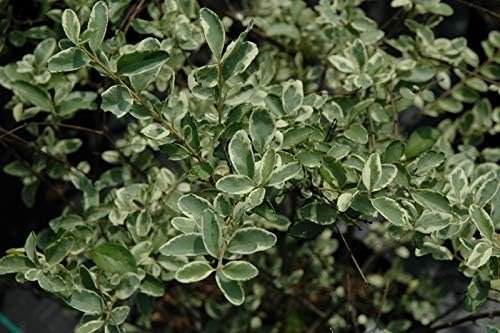 Ligustrum Sinense Variegated | Extra Large 3 Gallon Plants | Ligustrum sinense 'Variegata' | Stunning Foliage for Landscaping | Decorative Outdoor Shrub | Enhance Your Garden Aesthetics