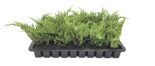 Green Sargent Juniper - Live Plants - Juniperus Chinensis - Drought Tolerant Cold Hardy Evergreen Ground Cover