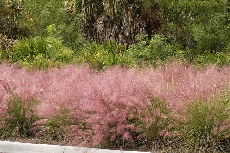 Pink Muhly Grass - Pack Seeds - Muhlenbergia Capillaris - Hairawn Muhly - Beautiful Blooming Low Maintenance Ornamental Foliage