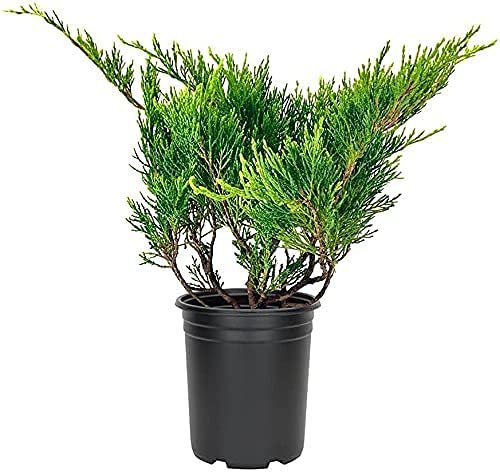 Juniper Monna Sierra Spreader | Live Inch Pots | Juniperus Chinensis | Drought Tolerant Cold Hardy Evergreen Groundcover Plants