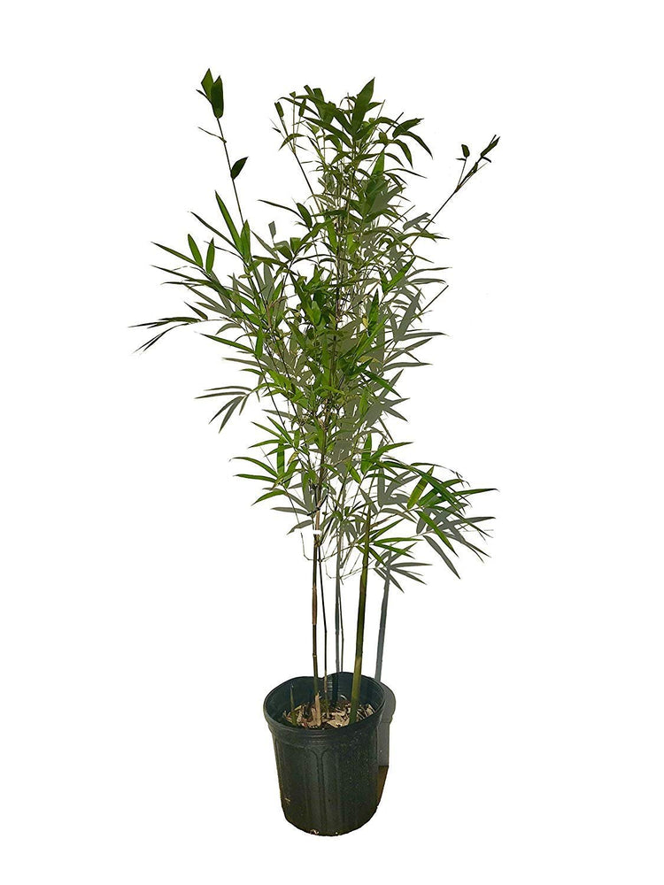 Graceful Bamboo - Slender Weavers - Textilis Gracilis - Live Plant - Fast Growing Evergreen Privacy Hedge