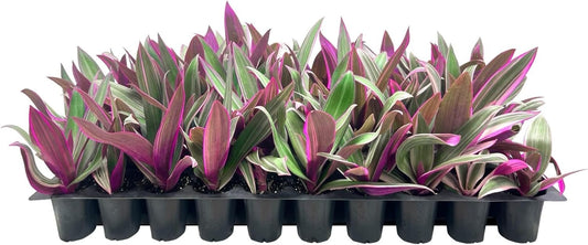 Tri Color Dwarf Oyster Plant | Live Plants | Tradescantia Spathacea 'Tricolor' | Indoor Outdoor Decorative Accent | Vibrant Foliage