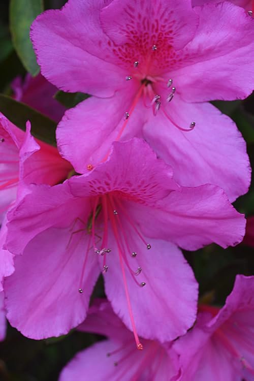 Purple Formosa Azalea | Live Plants | Rhododendron Formosum | Lush Flowering Shrub | Hardy Garden Landscape Accent | Vibrant Spring Blooms