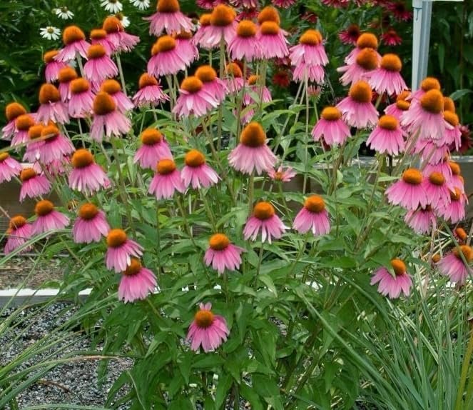 Premium Echinacea 'Crazy Pink' | Live Plants | Potted Perennial Flowering Plant, Perfect for Garden Borders & Butterfly Gardens, Easy-to-Grow, Vibrant Pink Blooms