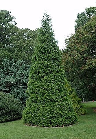 Green Giant Arborvitae | Large Gallon Trees | Thuja Plicata | Live Evergreen Privacy Screening Plants