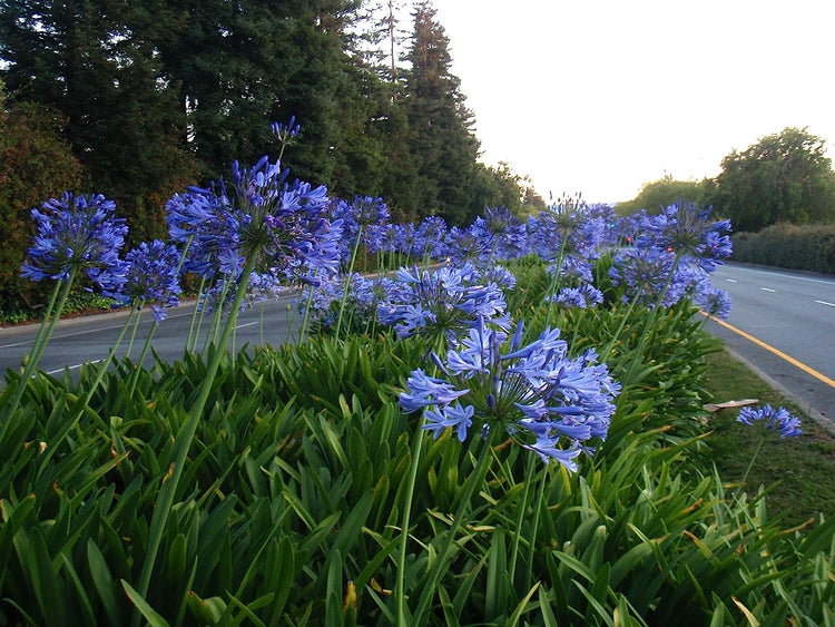 Agapanthus Lily of The Nile - 60 Live Plants - Beautiful Ornamental Blooming Foliage