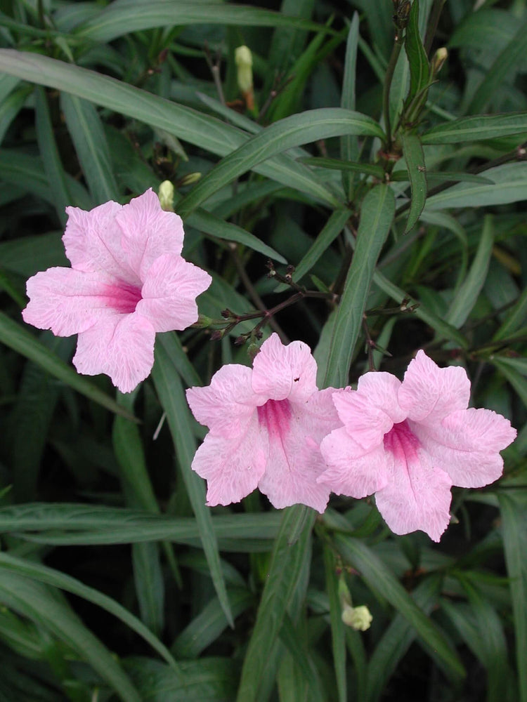 Pink Mexican Petunia | Live Plants | Ruellia Brittoniana | Drought Tolerant Low Maintenance Blooming Butterfly Bush