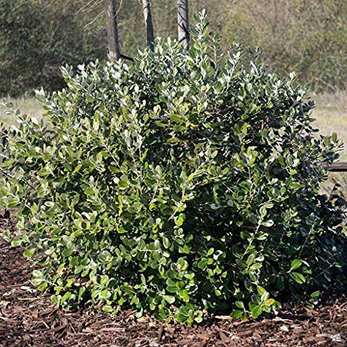 Pineapple Guava Plant - Live Inch Plants - Feijoa Sellowiana - Edible Flowers and Fruit