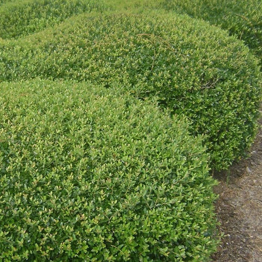 Dwarf Yaupon Schilling Holly | Extra Large 3 Gallon Plants | Ilex vomitoria 'Schillings' | Vibrant Evergreen Shrub | Perfect for Landscaping