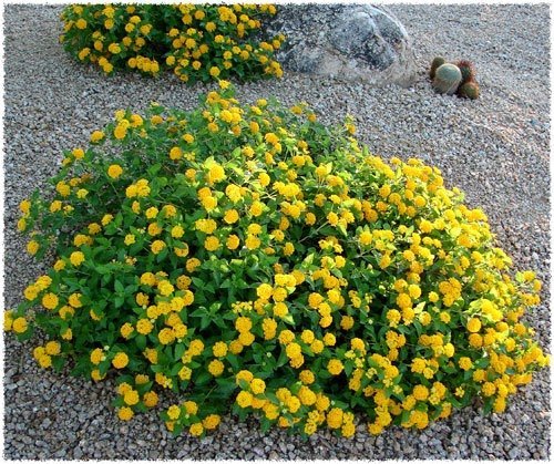 Lantana New Gold I Large Gallon Size Plants I Verbenaceae Camara I Live Vibrant Golden Yellow Flowers, Heat and Drought Tolerant, Ideal for Borders and Hanging Baskets