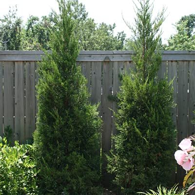 Hetzi Columnar Juniper | Live Gallon Size Trees | Juniperus Chinensis | Drought Tolerant Cold Hardy Evergreen Privacy Plants