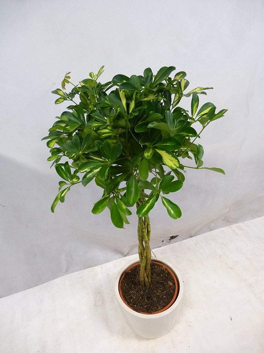 Umbrella Tree - 'Gold Capella' Live Braided Schefflera Arboricola - Florist Quality - Beautiful Indoor Tree - Feet Tall