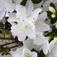 Azalea GG Gerbing | Extra Large Gallon Plants | Lush & Radiant White Blooms, Premium Quality, Hardy & Versatile, Ideal for Indoor/Outdoor Planting & Decor