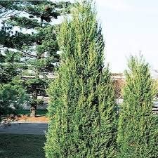 Hetzi Columnar Juniper - Live Plants - Juniperus Chinensis - Evergreen Privacy Barrier