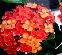 Ixora Maui Red | Extra Large Gallon Plants | Ixora coccinea | Tropical Garden Favorite | Lush Flowering Shrub