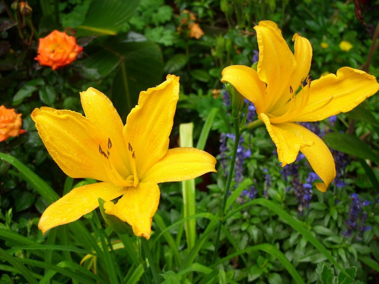 Daylily 'Aztec Gold' - Live Plants - Hemerocallis Blooming Ground Cover Ornamental Foliage