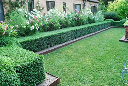 Japanese Boxwood | Live Inch Pots | Buxus Microphylla | Formal Evergreen Low Maintenance Hedge