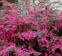 Loropetalum Plum Delight | Extra Large 3 Gallon Plant | Loropetalum Chinense VAR. Rubrum | Lush Landscaping | Garden Accent