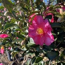 Camellia Sasanqua Kaniiro I Extra Large Gallon Plants | Pink Flowering Vibrant Blooming Shrub, Live Plant for Garden, Landscape & Home Decor, Hardy Evergreen Ornamental Flowering Bush