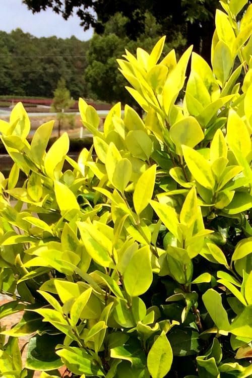 Ligustrum Japonicum Howardi I Large Gallon Size Plants I Variegated Privet Howard I Quality, Evergreen Japanese Privet Shrub for Ornamental Landscaping, Fast-Growing, Low-Maintenance