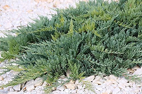 Juniper Blue Chip - Live Gallon Size Plants - Juniperus Horizontalis - Evergreen Cold Hardy Drought Tolerant Groundcover