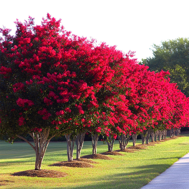 Crape Myrtle Red Rocket | Extra Large Gallon Plants | Vivid Scarlet Blooms, Live Plant, Striking Ornamental Shrub for Vibrant Garden Displays