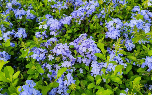 Plumbago Imperial Blue | Extra Large 3 Gallon Plants | Plumbago auriculata | Flowering Shrub | Drought Tolerant