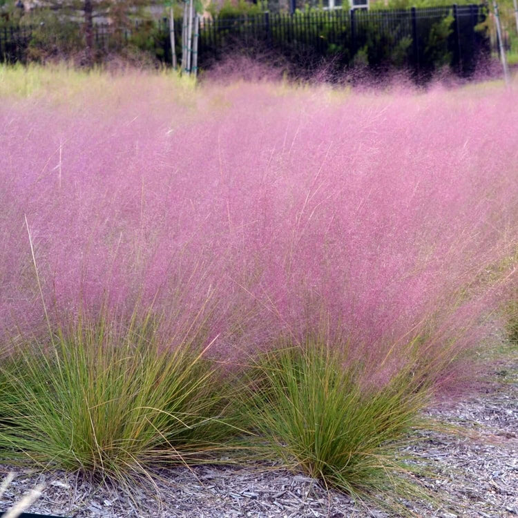 Muhly Grass | Extra Large Gallon Plants | Muhlenbergia capillaris | Landscape Beautification | Garden Elegance