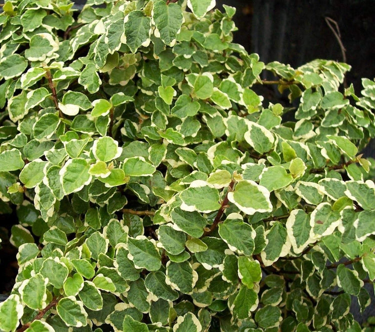 Variegated Creeping Fig Vine - Ficus Pumila Variegata - Live Fully Rooted Inch Plants - Climbing Ivy