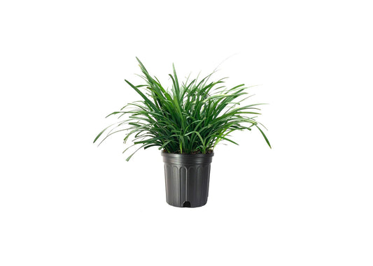 Big Blue Liriope Muscari - Live Gallon Size Plants - Low Maintenance Drought Tolerant Evergreen Live Grass Lilyturf