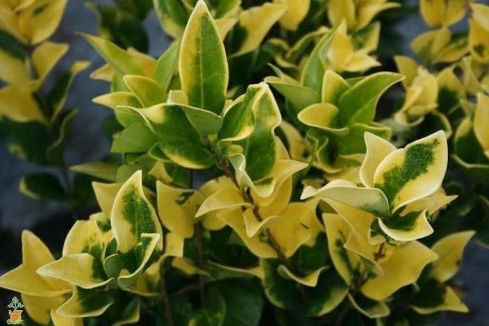 Ligustrum Japonicum Howardi I Large Gallon Size Plants I Variegated Privet Howard I Quality, Evergreen Japanese Privet Shrub for Ornamental Landscaping, Fast-Growing, Low-Maintenance