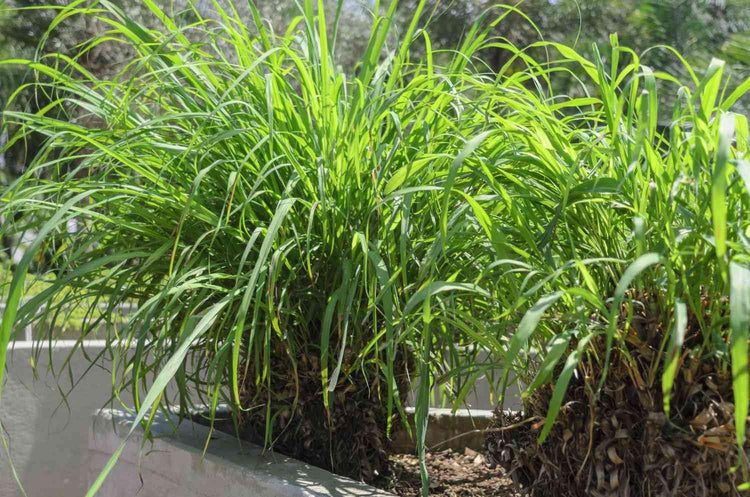 Cymbopogon Nardus Citronella Grass | Live Plants | Perfect for Outdoor Gardens and Patio Decor, Easy-to-Grow Aromatic Plant