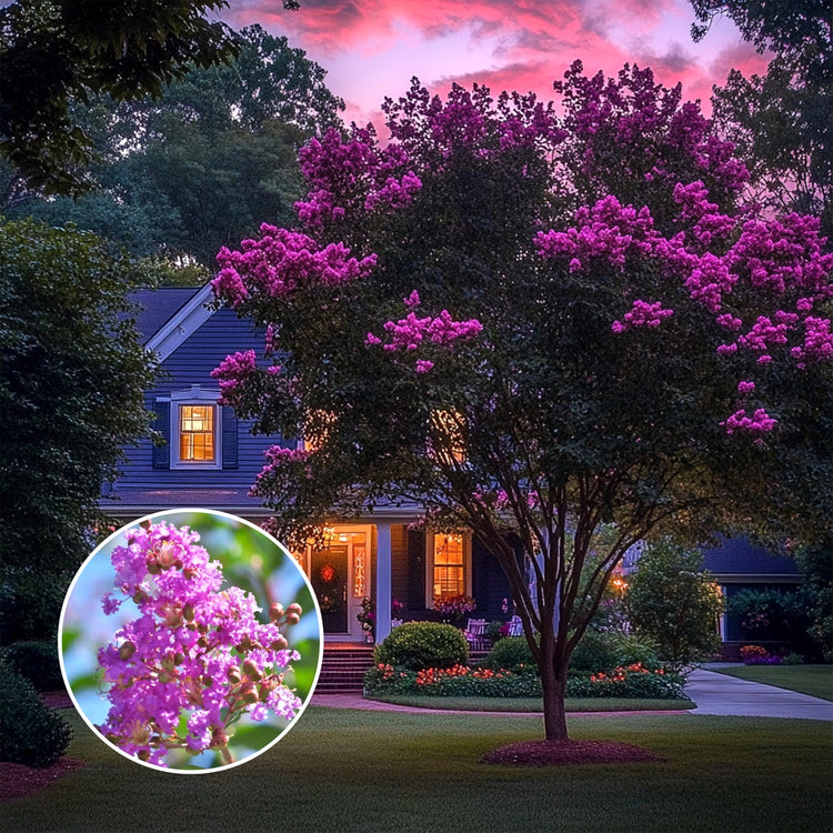 Crape Myrtle Twilight | Extra Large Gallon Plants | Lagerstroemia Indica 'Twilight' | Vibrant Blooms | Drought Tolerant