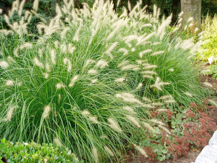 White Fountain Grass | Large Gallon Size Plant | Pennisetum Alopecuroides | Low Maintenance Blooming Ornamental Grass