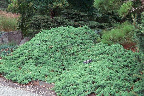 Procumbens Nana Juniper | Extra Large Gallon Plants | Lush, Low-Growing Evergreen, Ideal for Ground Cover, Bonsai, Topiary, and Landscape Design, Hardy & Drought Resistant