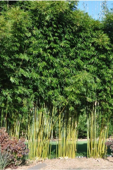 Graceful Bambusa Nutans Bongkhai Ever Bamboo | Large Gallon Size Plants | Fast-Growing Privacy Screen | Hardy & Lush Outdoor Greenery (1 Plant)