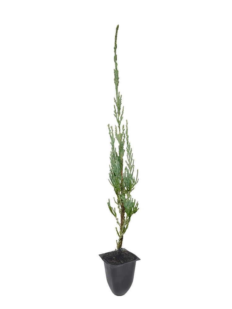 Skyrocket Juniper - Live 2" Pots - Juniperus Scopulorum - Upright Evergreen Trees