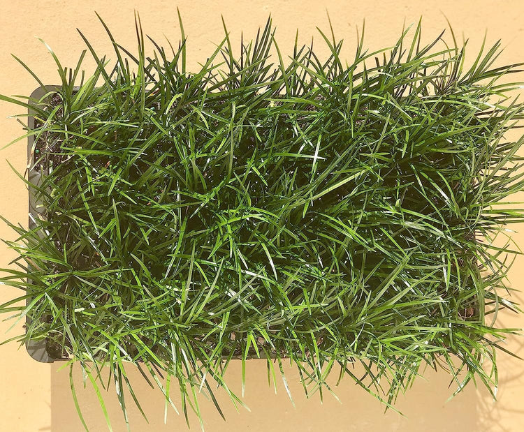 Mondo Grass - Live Plants - Ophiopogon Japonicus - Live Evergreen Groundcover Plants - Shade Loving