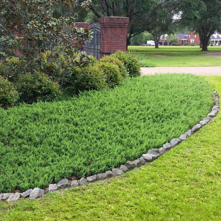 Blue Pacific Shore Juniper | Live Gallon Size Plants | Juniperus Conferta | Evergreen Cold Hardy Drought Tolerant Groundcover