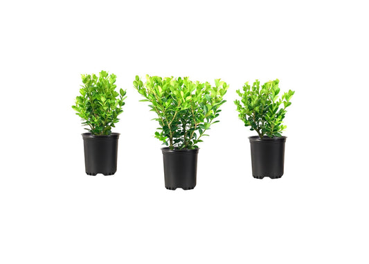 Wintergreen Boxwood | Live Quart Size Plants | Dense Evergreen Foliage, Cold-Hardy & Ideal for Year-Round Landscaping, Elegant Border & Hedge Plant, Live Shrub