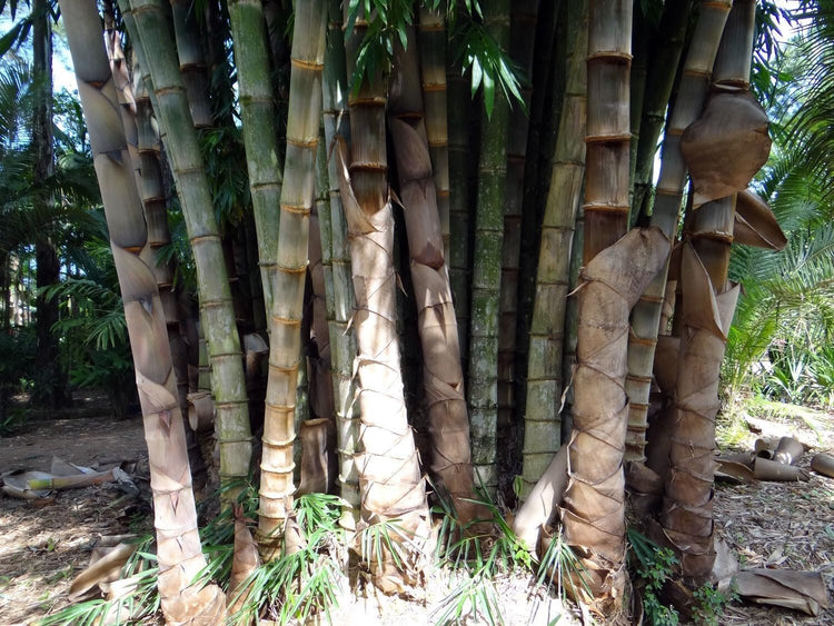 Dendrocalamus Giganteus Bamboo | Large Gallon Size Plant | Fast-Growing Privacy Screen | Giant Live Outdoor Greenery | Sustainable Garden Solution