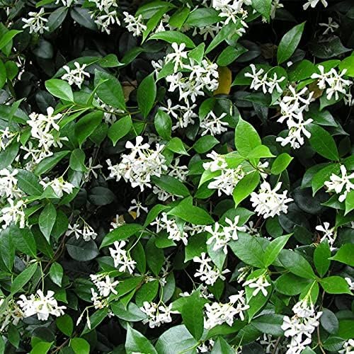 Confederate Jasmine Plants | Live 4 Inch Pots | Trachelospermum Jasminoides | Flowering Vine | Outdoor Garden